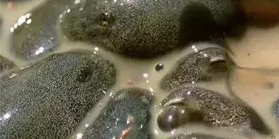 熊猫体育平台